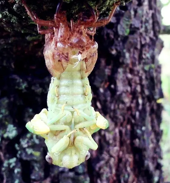 Antidote Fiction - Bombyx collectif